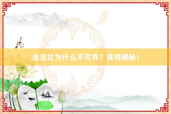 金吉拉为什么不可养？真相揭秘！